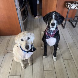 Howard and Gator groomed beautifully! Howard and Gator groomed beautifully!