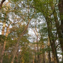 Parc de Brequigny - Le parc de Brequigny le soir de printemps 2019
