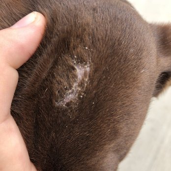 PetSmart - Ringworm - Pet Stores Near Me - Menifee, California PetSmart - Ringworm - Pet Stores Near Me - Menifee, California