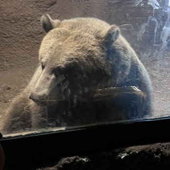Bearizona - Bear - Zoos Near Me - Williams, Arizona Bearizona - Bear - Zoos Near Me - Williams, Arizona