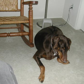 Pets Are Inn - Apollo taking it easy - Pet Boarding Near Me - Plano, Texas Pets Are Inn - Apollo taking it easy - Pet Boarding Near Me - Plano, Texas