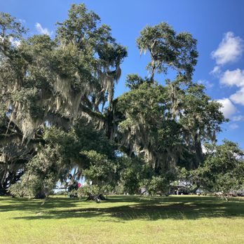 Millstone Institute For Preservation - Big tree - Preschools Near Me - Tallahassee, Florida Millstone Institute For Preservation - Big tree - Preschools Near Me - Tallahassee, Florida