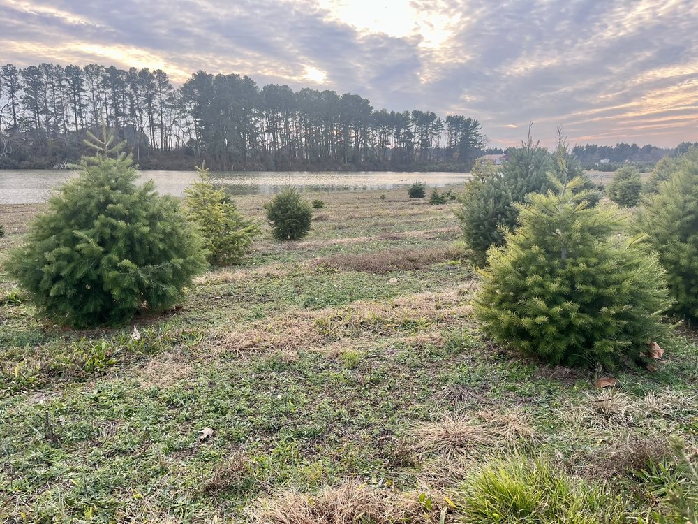 COLEMAN’S CHRISTMAS TREE FARM Updated August 2024 12 Photos 550 Silver Run Rd, Middletown