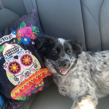 Pets At Peace - Traveling to LA. - Pet Hospice Near Me Pets At Peace - Traveling to LA. - Pet Hospice Near Me