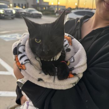 CityVet - Spring - Veterinarians Near Me - Spring, Texas