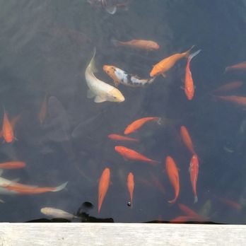Denver Botanic Gardens - Japanese koi pond - Botanical Gardens Near Me - Denver, Colorado