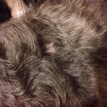 Paw Spa - The bald spot on my dog's back. - Pet Groomers Near Me - Lakewood, Washington Paw Spa - The bald spot on my dog's back. - Pet Groomers Near Me - Lakewood, Washington