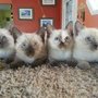 Photo of Meow Time Cattery