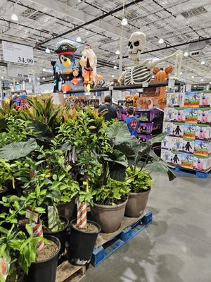 Costco Wholesale by null