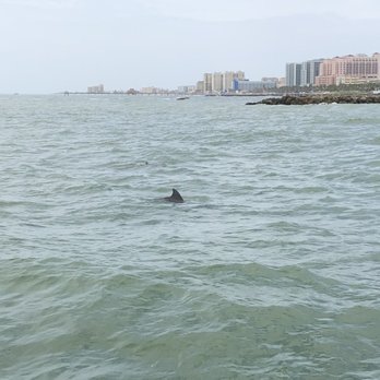 Encounter With Dolphins - Boating Near Me - Clearwater, Florida