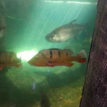 Bass Pro Shops - And they got Peacock in the tank. - Outdoor Gear Near Me - Dania, Florida