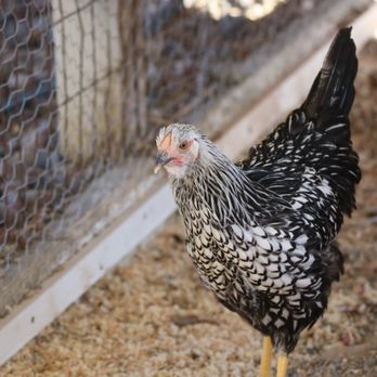 Chickens Galore - Pet Stores Near Me - Norco, California