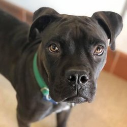 PVAS - Trenton Center - On the journey to finding a forever family