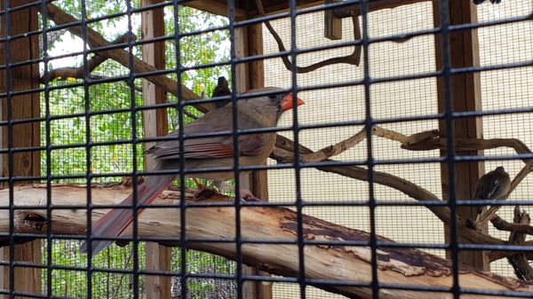 Wild Bird Sanctuary - Florida Keys Wild Bird Center by null