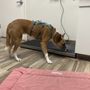 Photo of Southwest Animal Emergency Clinic