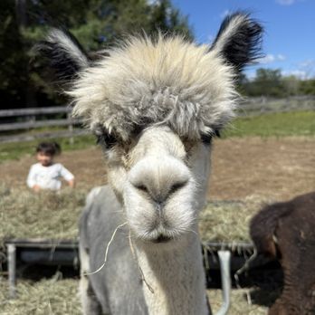 Pohopoco Creek Alpacas - Attraction Farms Near Me - Effort, Pennsylvania Pohopoco Creek Alpacas - Attraction Farms Near Me - Effort, Pennsylvania