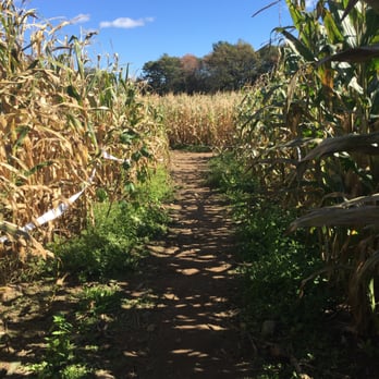Marini Farm Corn Maze - Corn maze - Venues & Event Spaces Near Me - Ipswich, Massachusetts