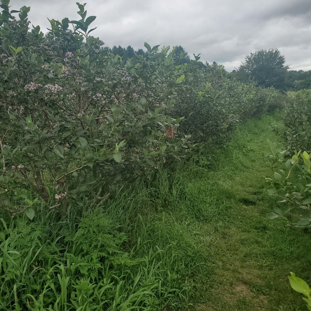 Bernard's Green Valley Farm - Blueberries - Pick Your Own Farms Near Me - Slatington, Pennsylvania