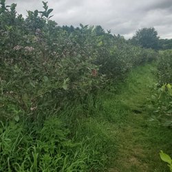 Bernard's Green Valley Farm - Blueberries
