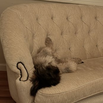 Doggie Protective Services - Mom said it was bedtime - Pet Adoption Near Me Doggie Protective Services - Mom said it was bedtime - Pet Adoption Near Me