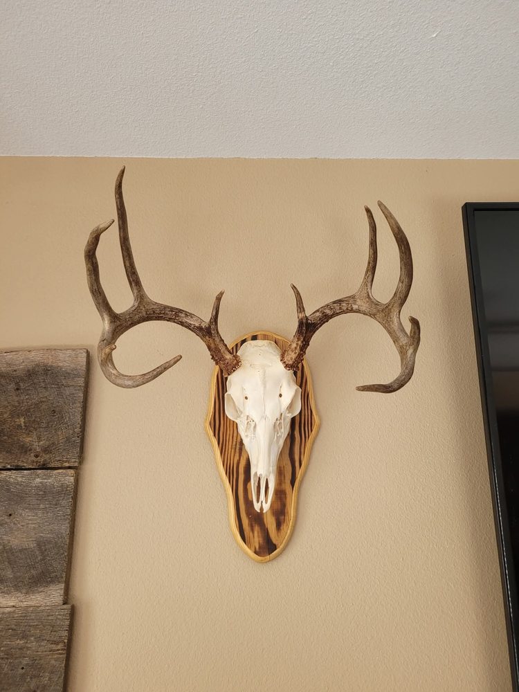 Combat Taxidermy - taxidermy in Camdenton, MO