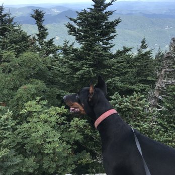 Get a Grip Doberman’s - Shyla after hiking up grandfather mountain North Carolina - Pet Breeders Near Me - Decatur, Illinois Get a Grip Doberman’s - Shyla after hiking up grandfather mountain North Carolina - Pet Breeders Near Me - Decatur, Illinois