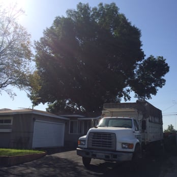 Alberts Tree Service - Before trimming the ash - Tree Services Near Me - Azusa, California