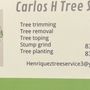 Photo of Carlos Tree service