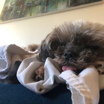 Dr Marchi - Pet Euthanasia at Home - Veterinarians Near Me - Long Beach, California Dr Marchi - Pet Euthanasia at Home - Veterinarians Near Me - Long Beach, California