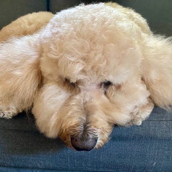 Fresh Pup Spa - Leche - Pet Groomers Near Me Fresh Pup Spa - Leche - Pet Groomers Near Me