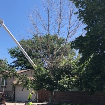 Willco Tree - Tree Services Near Me - Northglenn, Colorado