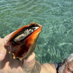 Lake Boca - Conch and the right side of Todd's head