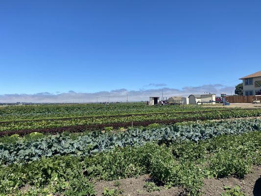 The Farm in Salinas by null