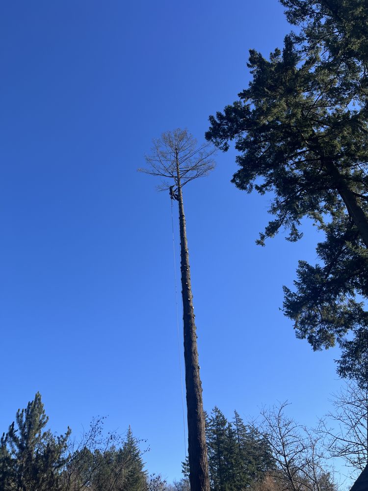 Arbornaut - tree service in Portland, OR