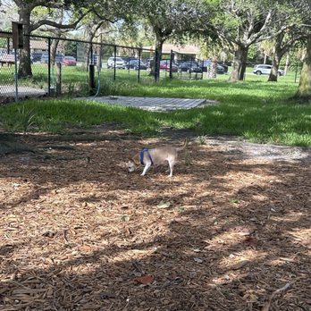 Sand Key Park - Chunk has the entire lil dog park to himself ! - Beaches Near Me - Clearwater Beach, Florida Sand Key Park - Chunk has the entire lil dog park to himself ! - Beaches Near Me - Clearwater Beach, Florida
