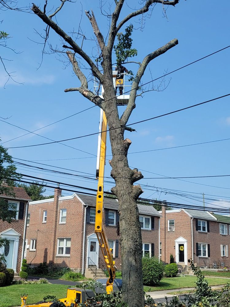 Jones Tree Services - tree service in Havertown, PA