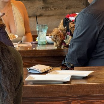 Side Street Dive - Dog sitting on table and licking food - Pizza Near Me - Patchogue, New York Side Street Dive - Dog sitting on table and licking food - Pizza Near Me - Patchogue, New York