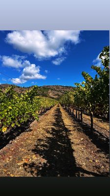 Chimney Rock Winery by null