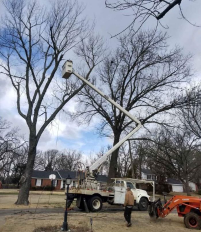 Sammie Woodstock Tree Service - tree service in Springdale, AR