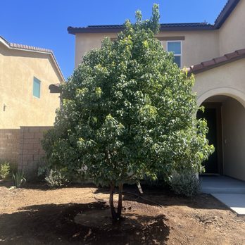 Moon Valley Nurseries - Camphor Tree - Nurseries & Gardening Near Me - Murrieta, California Moon Valley Nurseries - Camphor Tree - Nurseries & Gardening Near Me - Murrieta, California