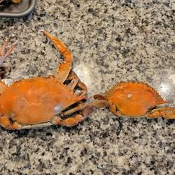 Crabs Express - Bigger crabs on top. Smaller ones at the bottom