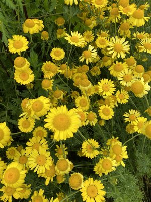 Cherry Point Farm & Market by null