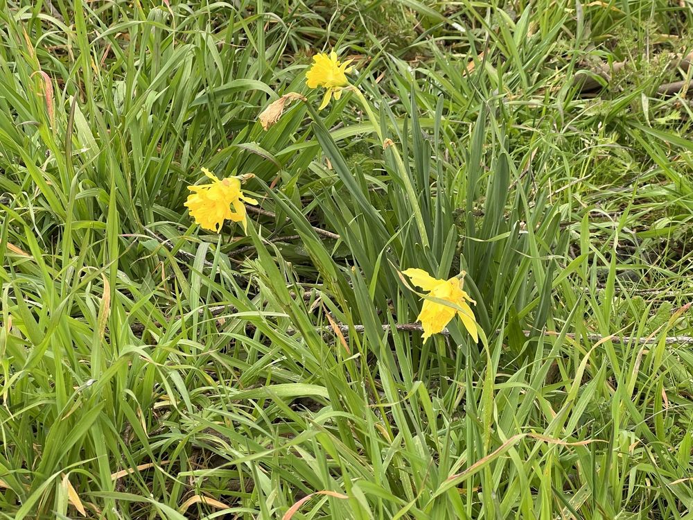 LAZY J RANCH Updated July 2024 3385 Janes Rd, Arcata, California