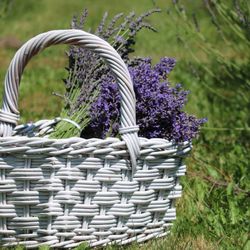 Cowlitz Falls Lavender Company
