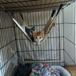 Center for Animal Rescue & Enrichment