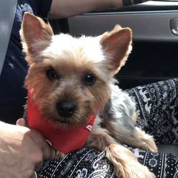 Loving Touch Grooming Salon - Pet Groomers Near Me - Miami, Florida Loving Touch Grooming Salon - Pet Groomers Near Me - Miami, Florida