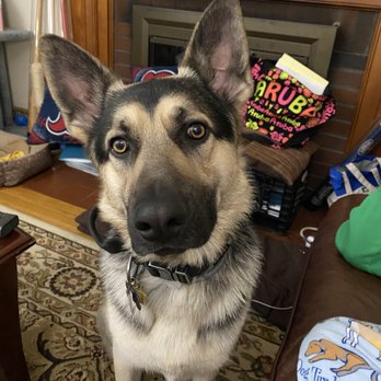Hilltop Canine - Hello MJ - Pet Boarding Near Me - Franklin, Massachusetts