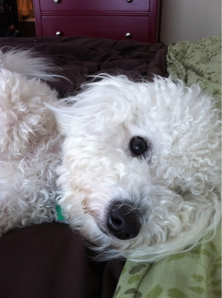 DOGGIE DAYZE GROOMING 1338 Fm 2422, Mineola, TX Yelp