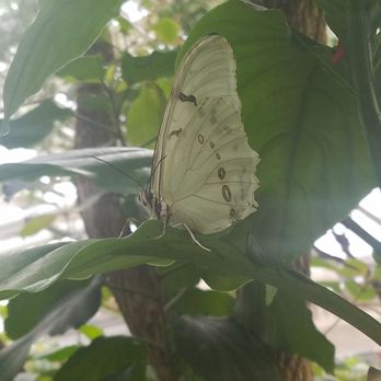 Butterfly Pavilion - Butterfly! - Museums Near Me - Westminster, Colorado Butterfly Pavilion - Butterfly! - Museums Near Me - Westminster, Colorado