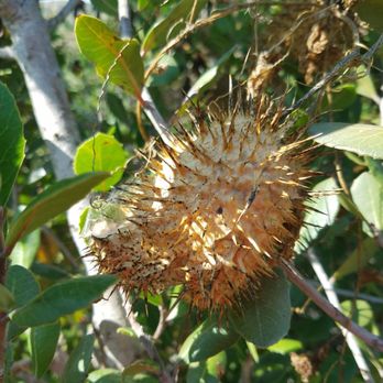 Calavera Lake - Stop and look... - Hiking Near Me - Carlsbad, California